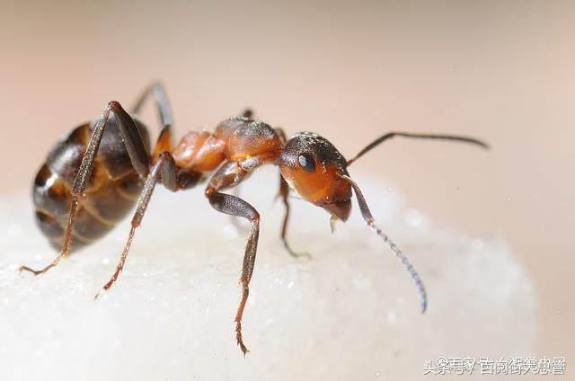 家里有蚂蚁最简单处理方法,家里有蚂蚁怎么处理买什么药能治