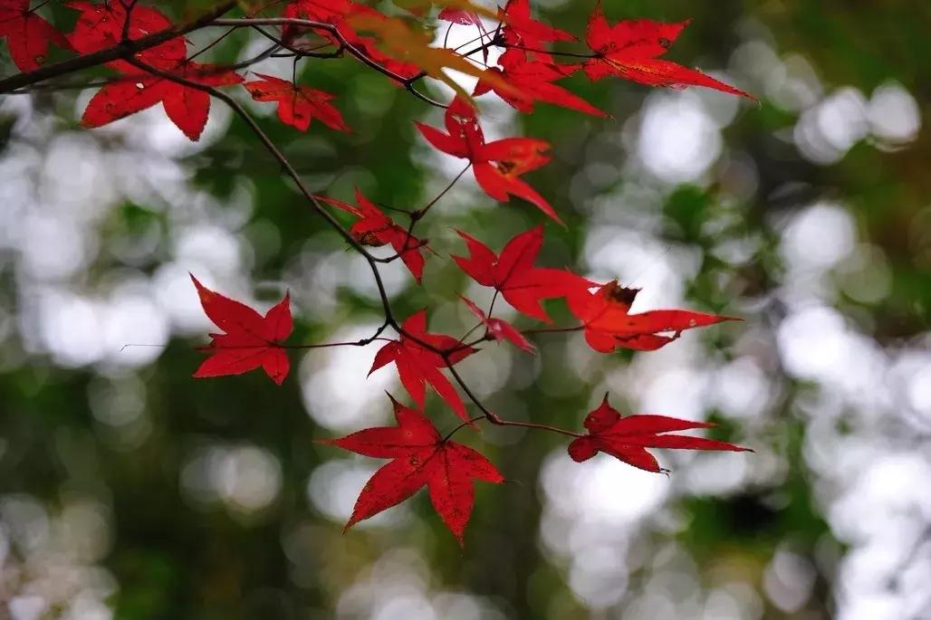 四川秋景第一名,四川欣赏秋景好去处