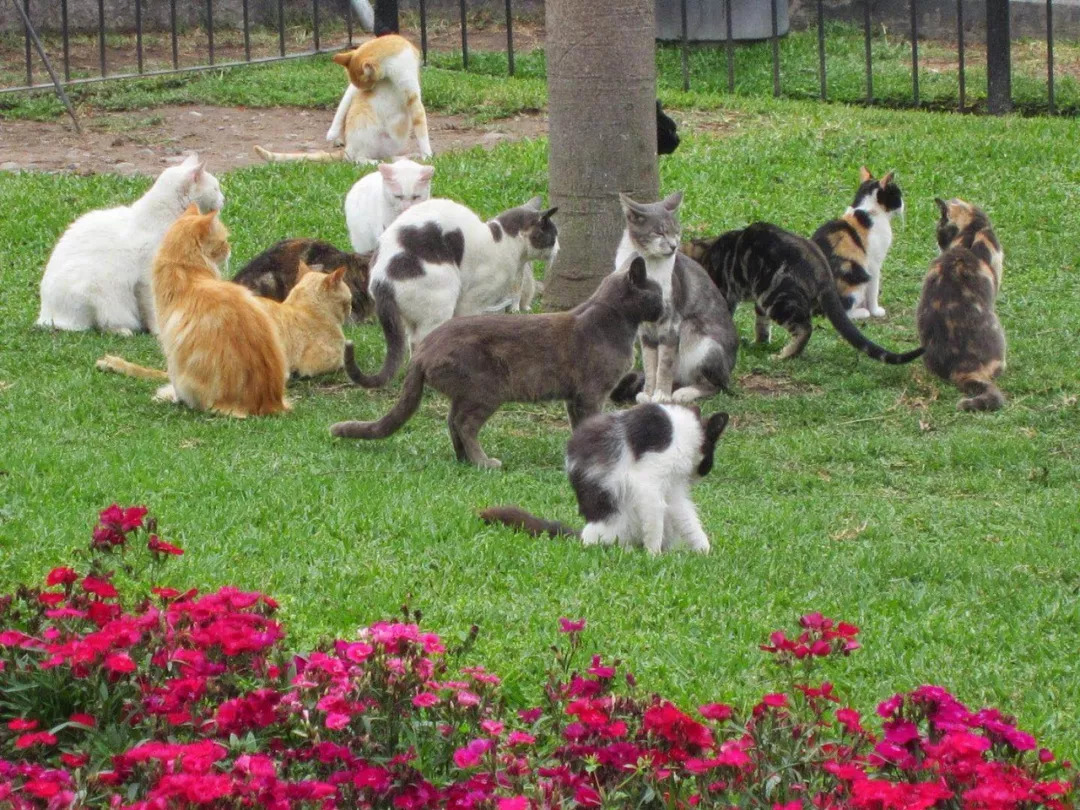 夏威夷waikiki旅游攻略,waikiki夏威夷