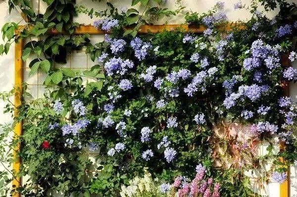 好种植的藤本植物,45种植物图片