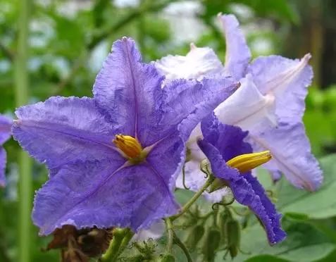 好种植的藤本植物,45种植物图片