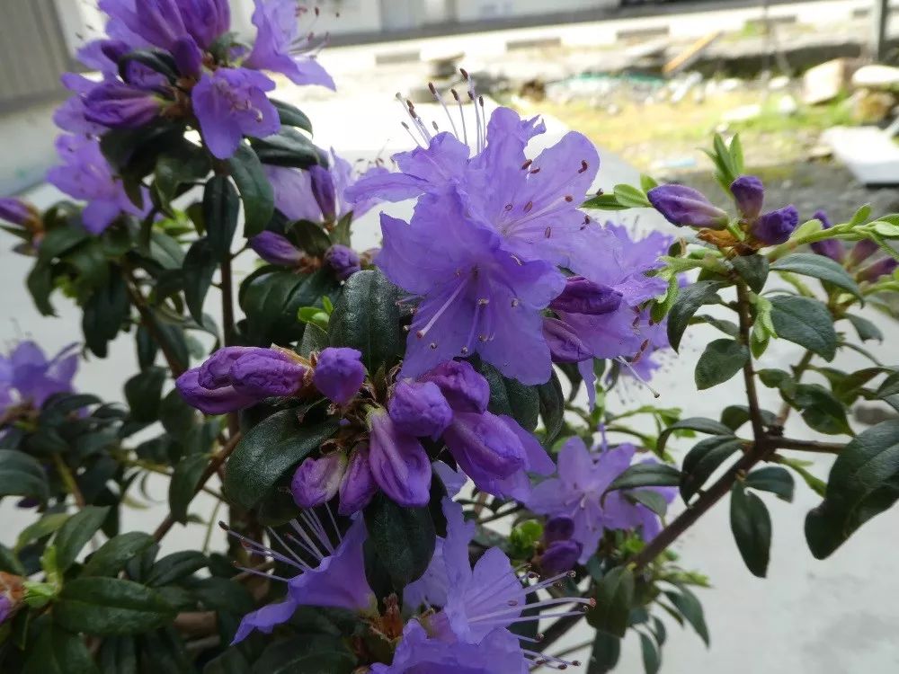 好种植的藤本植物,45种植物图片