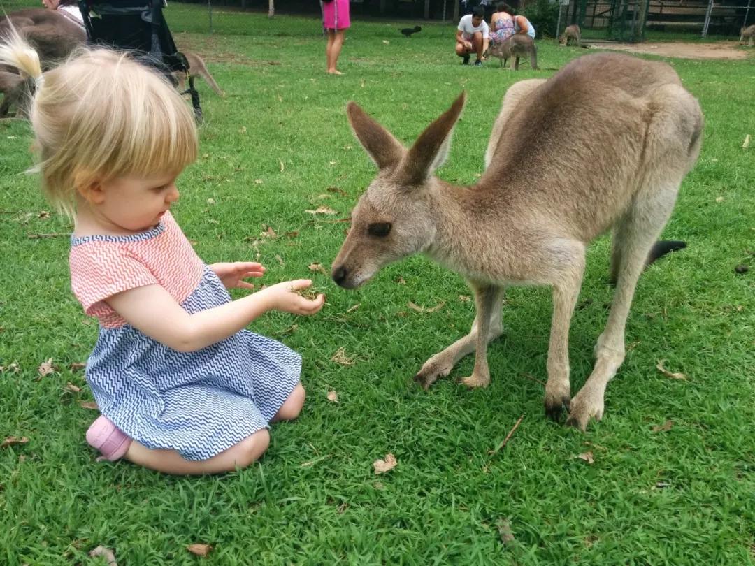 澳大利亚和新西兰旅行哪个贵,澳大利亚和新西兰怎么玩