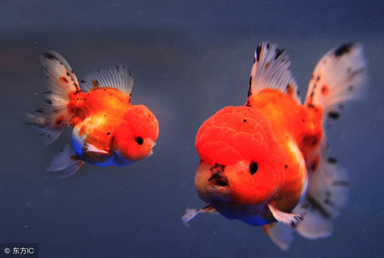 饲养金鱼的专用知识,兰寿金鱼饲养常识