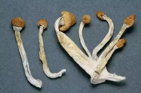 新型毒品的危害,新型毒品真的可怕吗