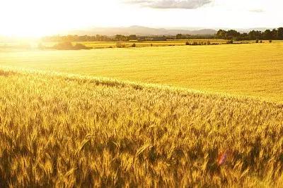 农行金融扶贫与乡村振兴有效衔接,农商行金融服务无缝对接乡村振兴