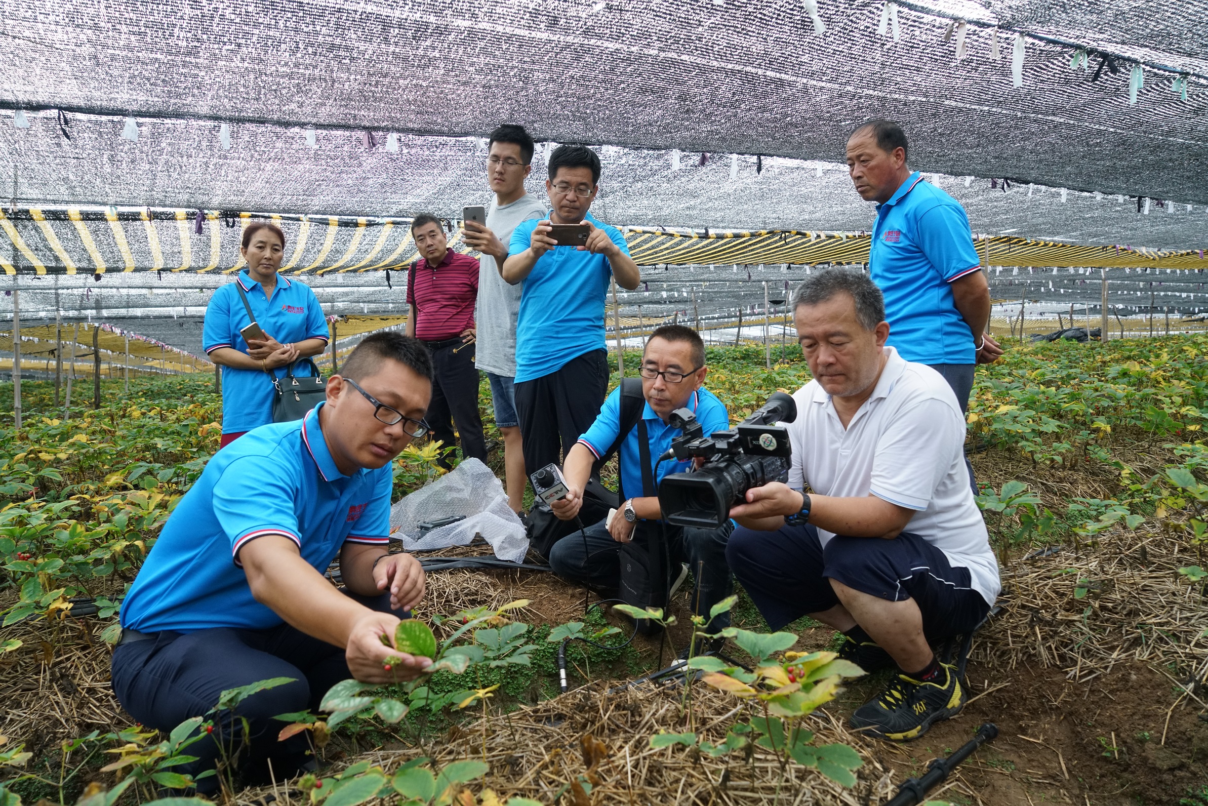 中国西洋参种植基地,20年西洋参
