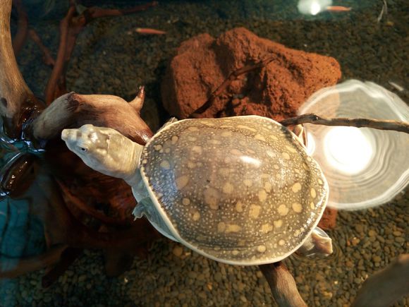 龟鳖目动物大全及图片,所有龟鳖类动物