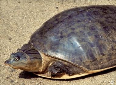 龟鳖目动物大全及图片,所有龟鳖类动物