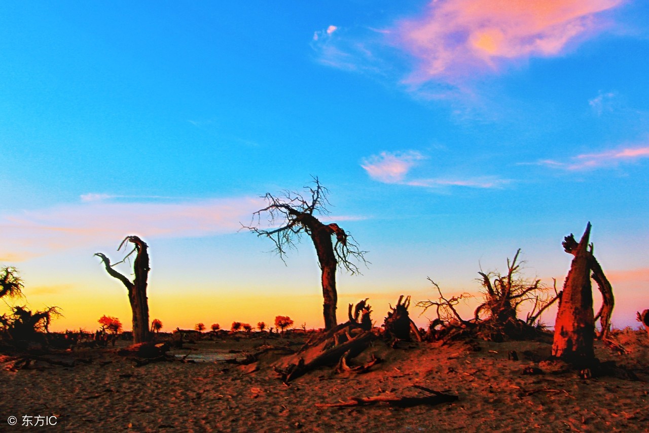 额济纳胡杨林露营攻略,额济纳胡杨林自驾游免费露营