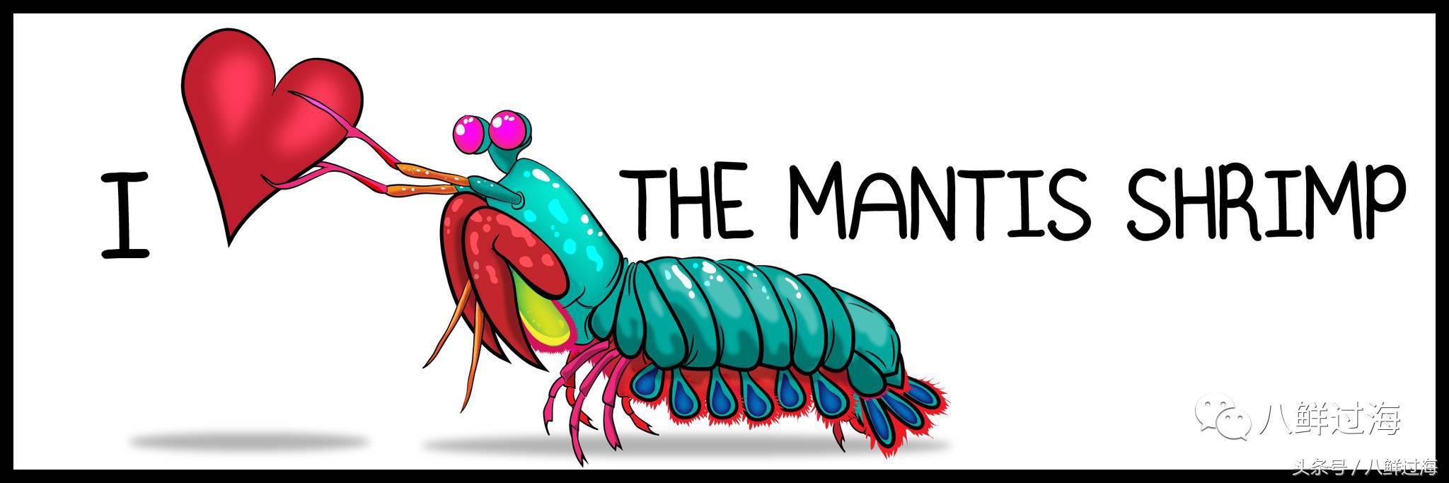 比手臂还大的皮皮虾吃起来超过瘾,比手臂还粗的皮皮虾你吃过了吗