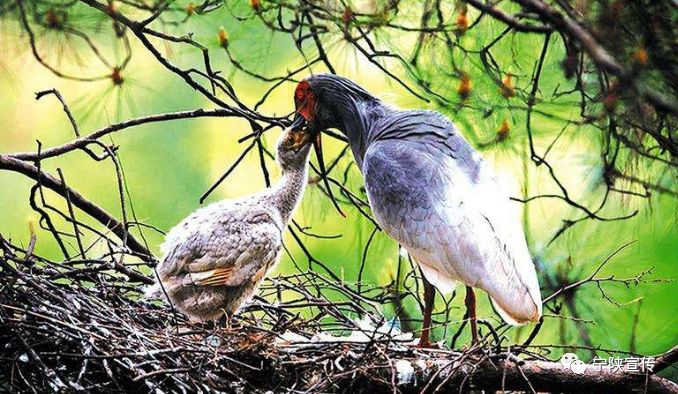 秦岭小城宁陕,宁陕百佳深呼吸小城市