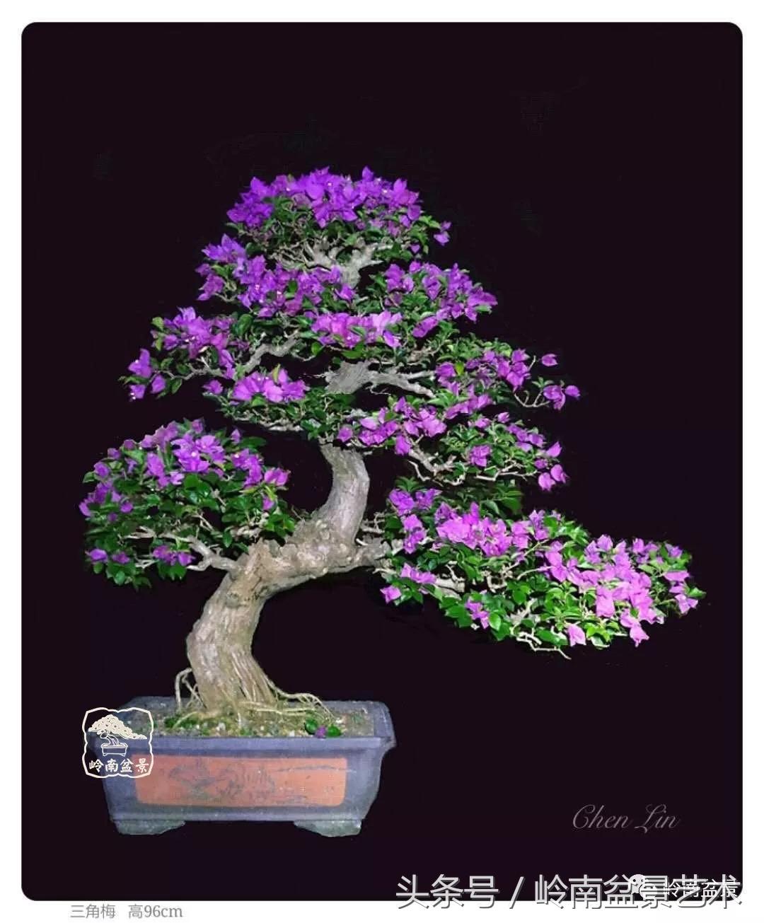 精品掌中宝三角梅盆景,顶级国宝级三角梅盆景