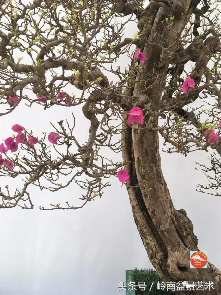 精品掌中宝三角梅盆景,顶级国宝级三角梅盆景