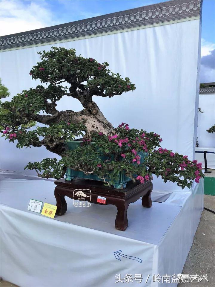 精品掌中宝三角梅盆景,顶级国宝级三角梅盆景