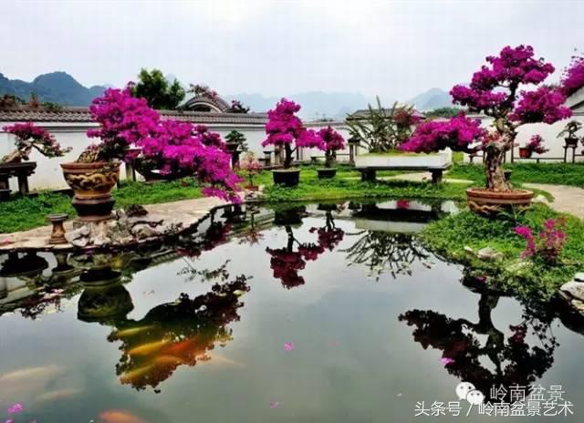 精品掌中宝三角梅盆景,顶级国宝级三角梅盆景