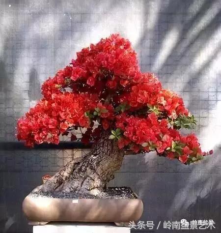 精品掌中宝三角梅盆景,顶级国宝级三角梅盆景