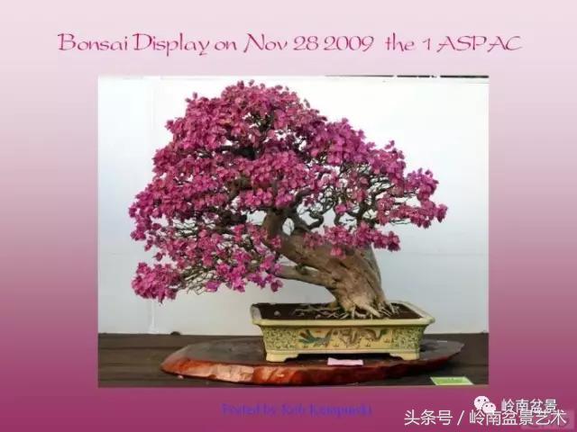 精品掌中宝三角梅盆景,顶级国宝级三角梅盆景