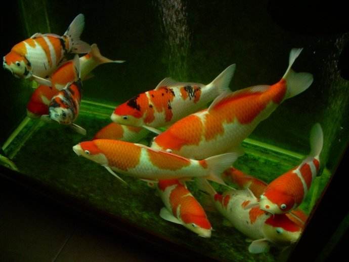 好养的小型观赏鱼养鱼老道,养鱼老道观赏鱼出问题自查