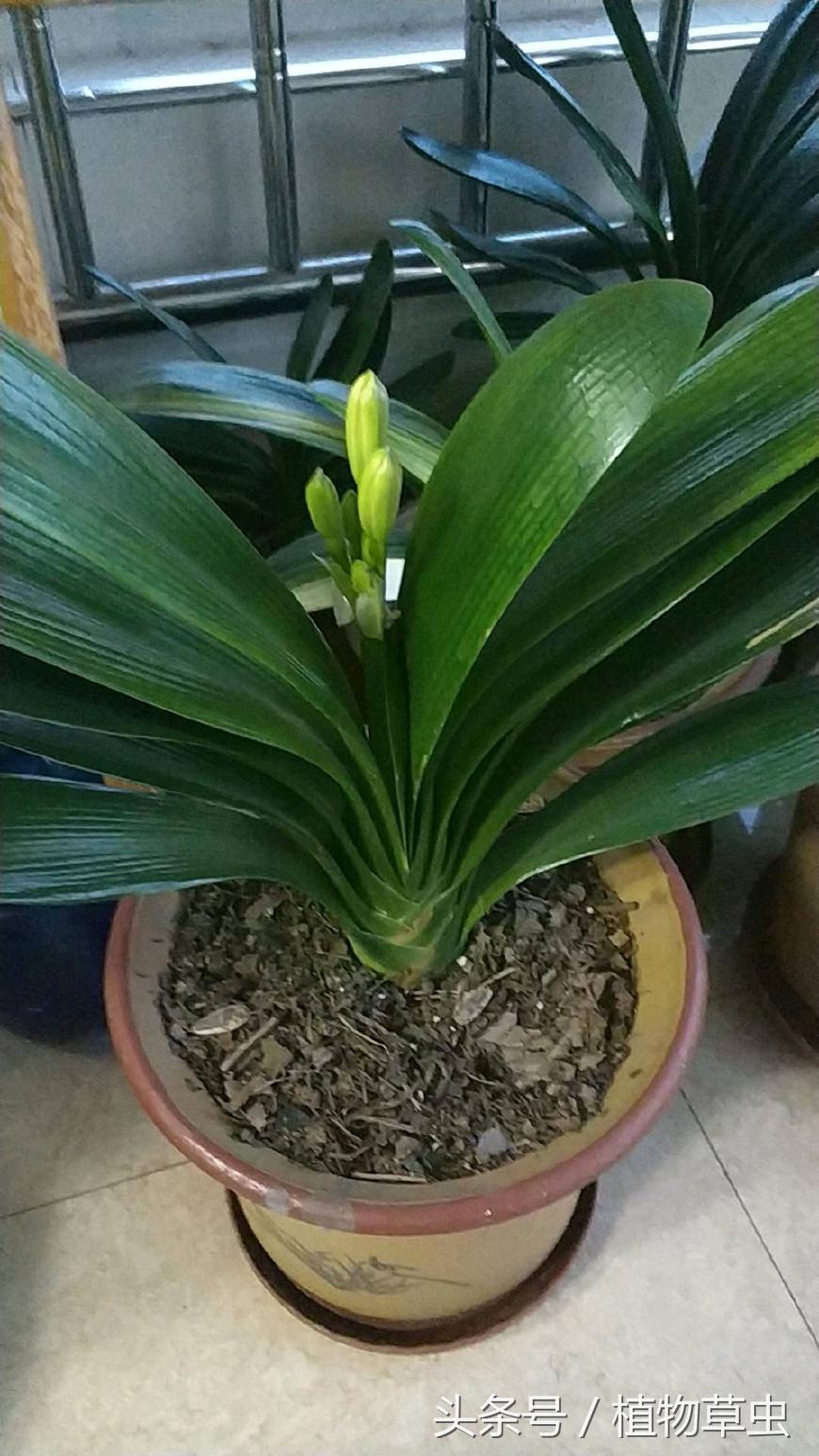 君子兰浇水技巧小视频,君子兰浇水方法的正确步骤