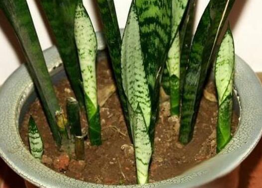 虎皮兰剪掉头还能活吗,虎皮兰为什么会拦腰折断