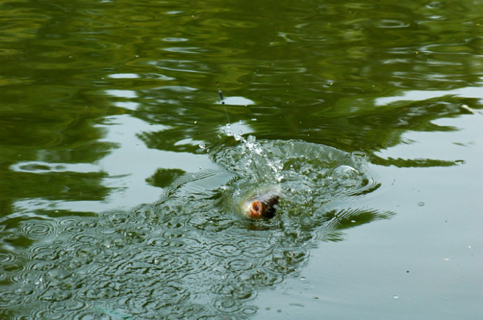 秋季钓鲫鱼实战,秋季野钓专攻鲤鱼饵料