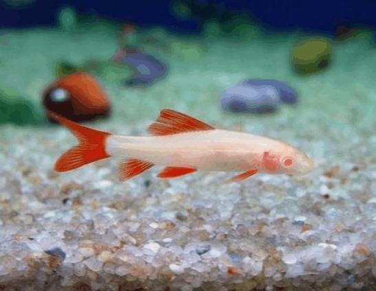 常见的热带鱼种类以及样子,热带观赏鱼种类大全和图片