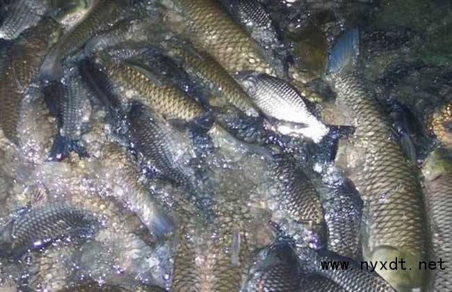 科技苑鲤鱼养殖技术,蝴蝶鲤自然产卵如何孵化