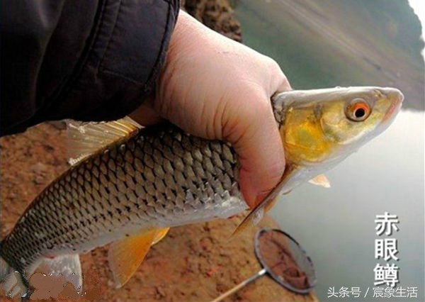 淡水鱼品种识别,溪流台钓常见鱼种