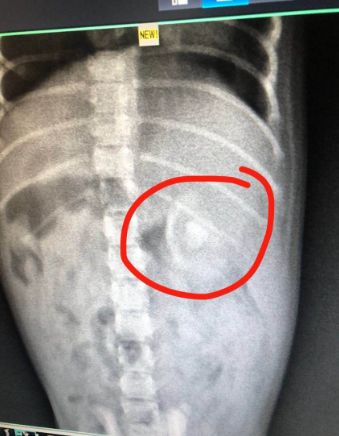 小狗误吞骨头以后要禁食吗,小狗误吞塑料会难受的一直叫吗