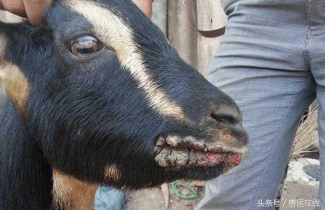 近日羊烂嘴多发提前做好防治措施！