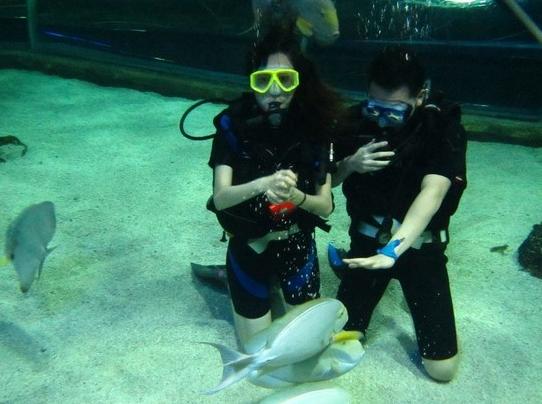 北京海底世界的美人鱼,北京海底世界海洋馆里的美人鱼