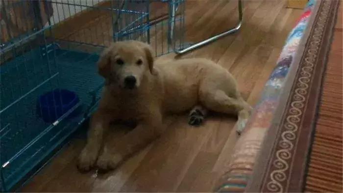 幼犬金毛吃多了会怎样,金毛吃多了拉稀需要禁食吗