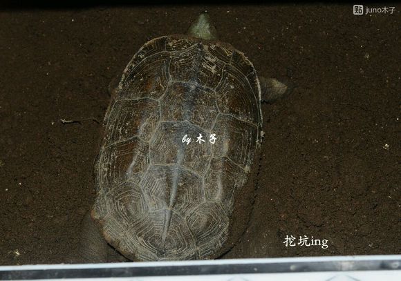 草龟繁殖经验分享孵蛋40天破壳,草龟孵化及幼龟养殖