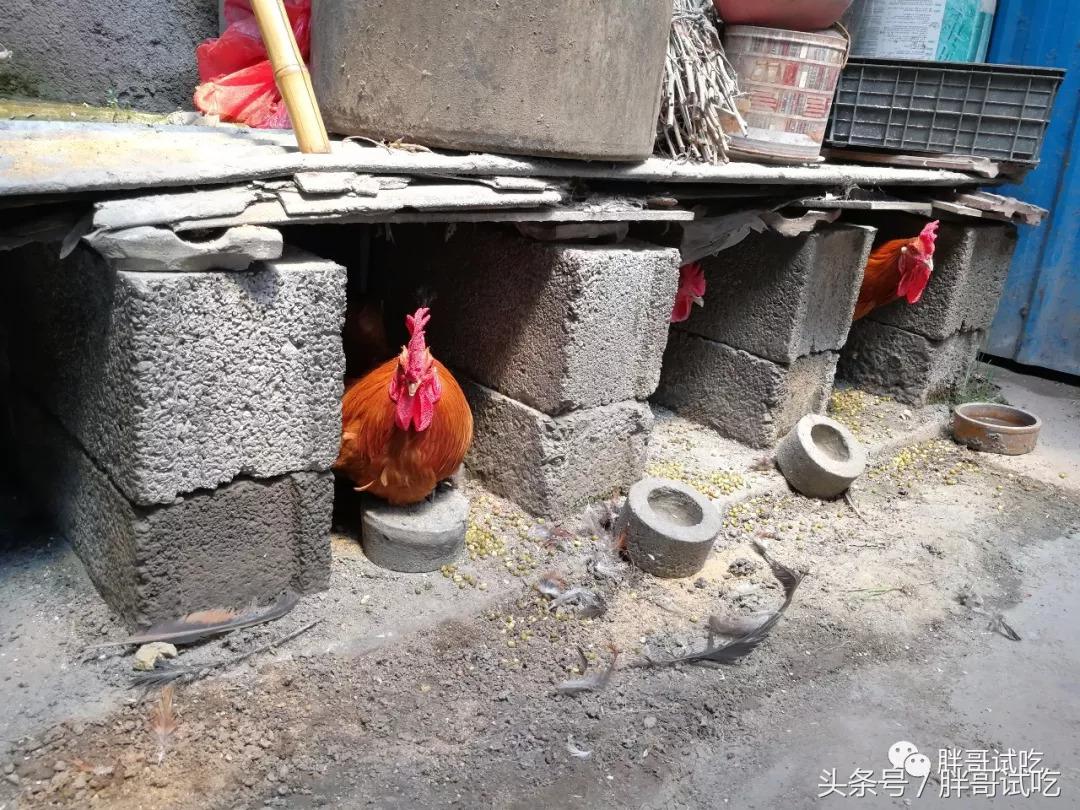 胖哥枣庄辣子鸡,邹坞辣子鸡试吃