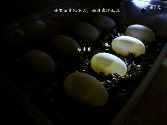 草龟繁殖经验分享孵蛋40天破壳,草龟孵化及幼龟养殖