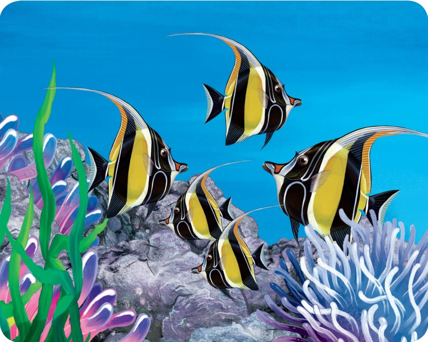 热带海底漂亮的蝴蝶鱼,多彩海鱼蝴蝶鱼