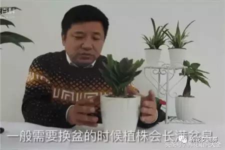 家中养什么花聚财旺家保平安,聚财旺家保平安