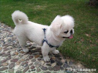 京巴犬的有哪些特点,京巴犬和什么犬最好看