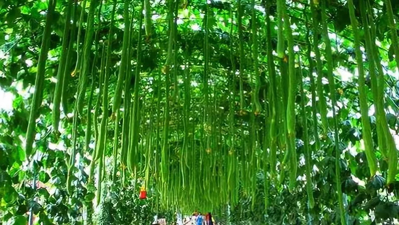 蔬菜被水泡过怎么补救,农作物受淹后补救方法