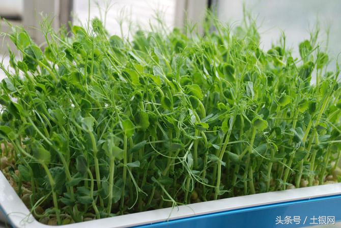 各种芽苗菜的种植方法,芽苗菜种植哪几种