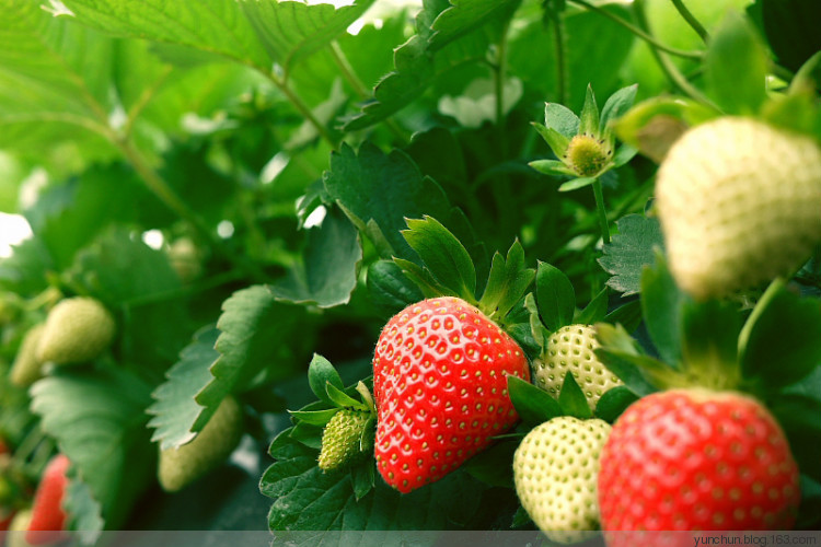 单反相机初学者用哪个档,怎样使用单反相机光圈优先模式