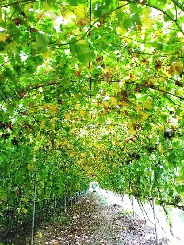 郑州曼哈顿哪个地方适合约会,秋天约会去郑州哪里比较好