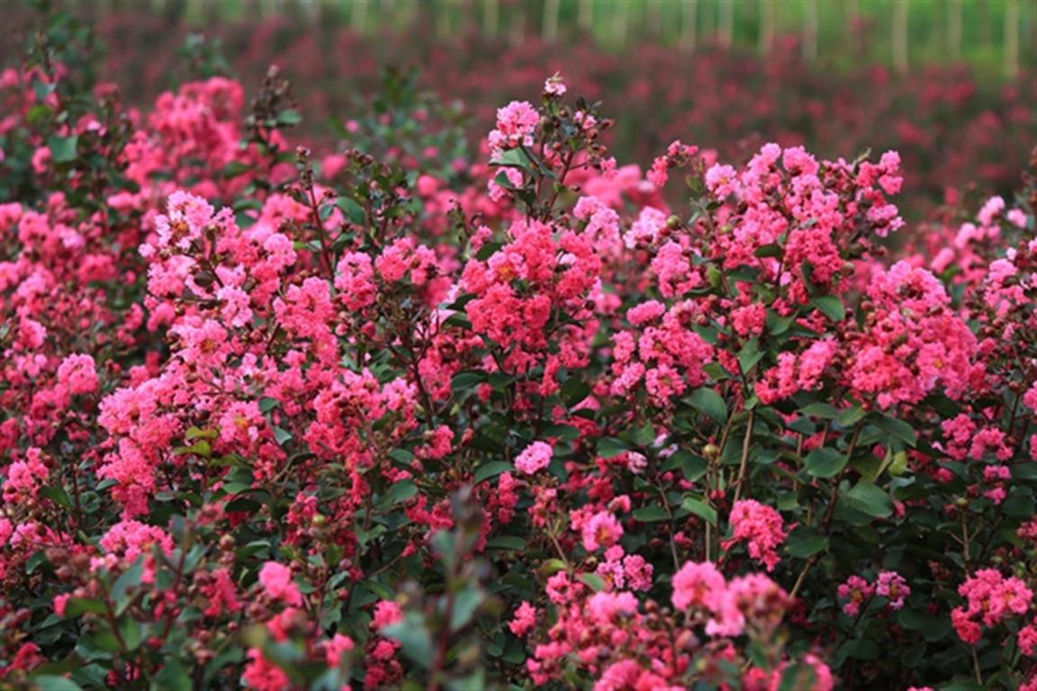 零陵百里花果生态风光带：紫薇花开迎客来