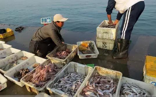 开海了有什么海鲜推荐买的,开海了海鲜去哪里买