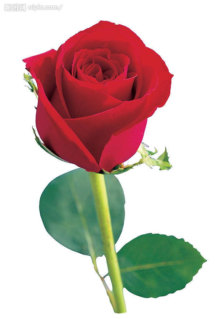 刺玫花和玫瑰花的香味,刺玫花和玫瑰花是一个花名吗