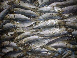 福建咸鱼干吃法,小咸鱼干家常做法闽南