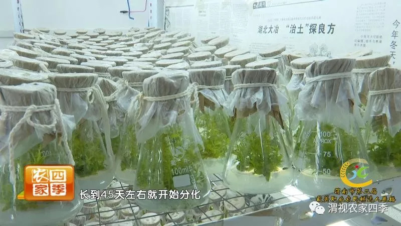 渭南市第二届最美职业农民候选人,渭南最美职业农民候选人