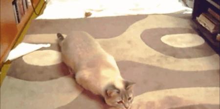 猫为什么扭屁股,猫踩后腿扭屁股