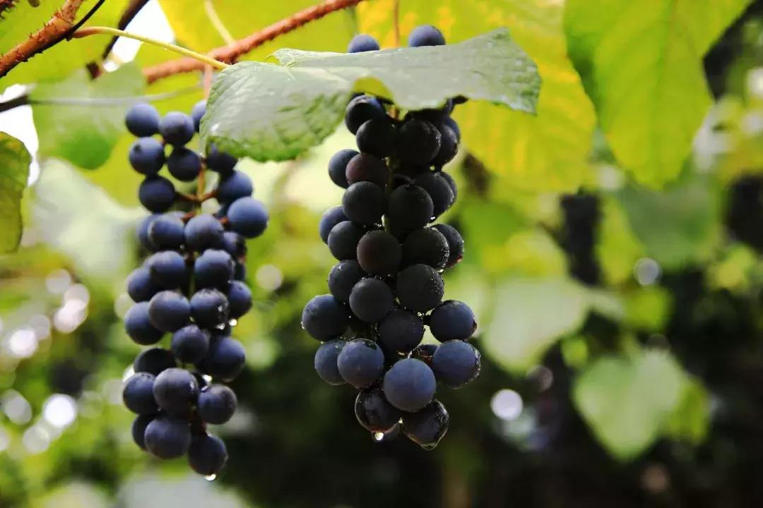 2021年上海迪士尼门票多少钱,上海迪士尼vip免排队门票价格